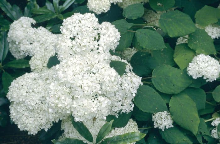 hydrangea 'Grandiflora'