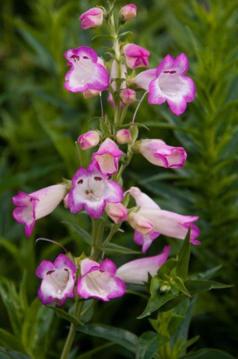 penstemon 'Pensham Laura'