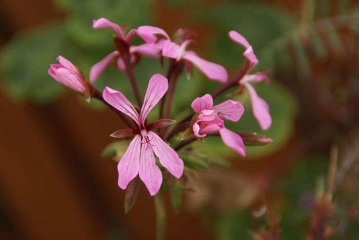 horseshoe geranium