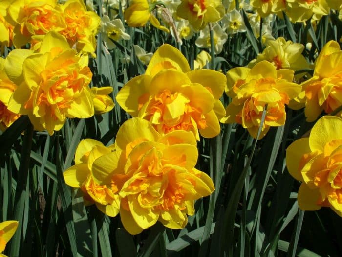 daffodil 'Le Torch'