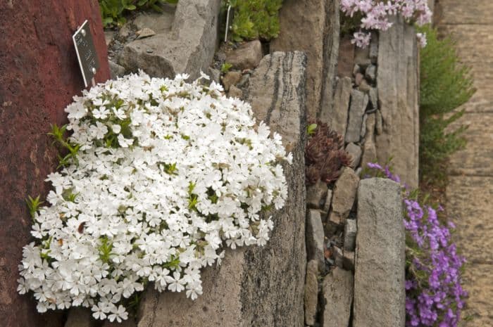 moss phlox 'Maischnee'