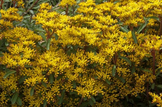 Aizoon stonecrop 'Euphorbioides'