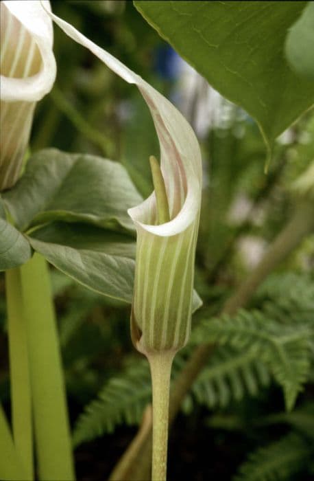 White-spathed jack in the pulpit