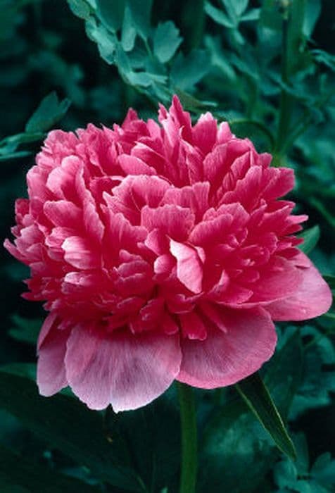 peony 'Rubra Plena'