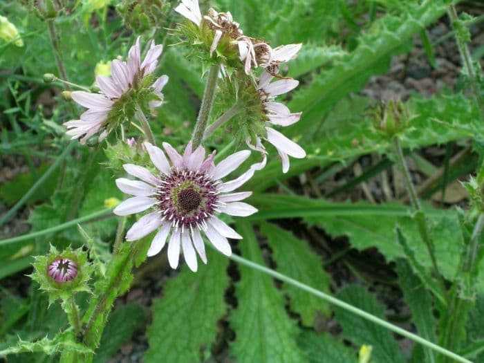 purple berkheya