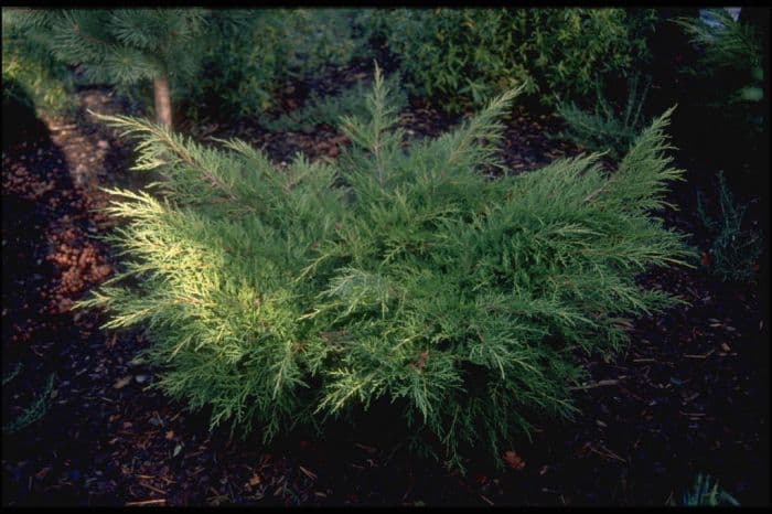 juniper 'Old Gold'