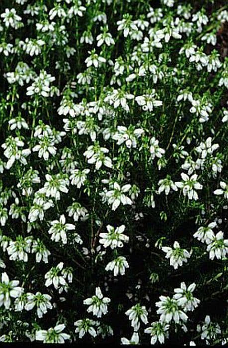 bell heather 'Hookstone White'