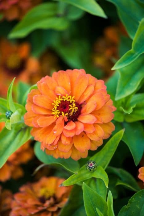 zinnia 'Short Stuff Orange'