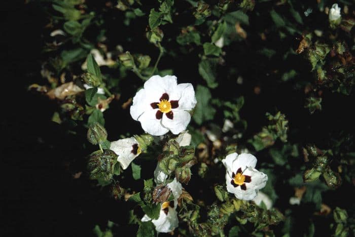 rock rose 'Snow Fire'