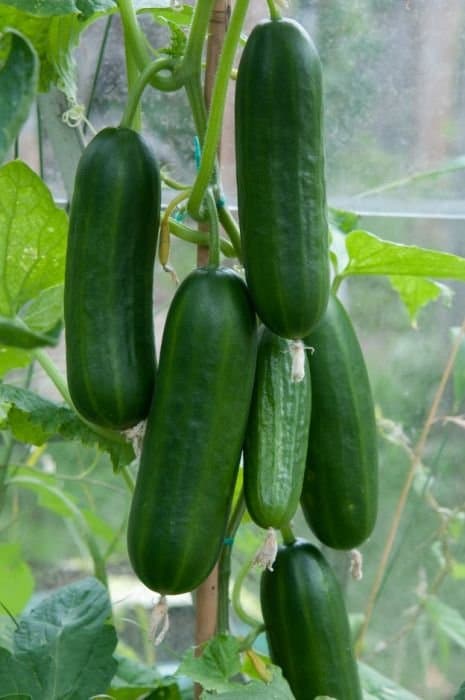Cucumber 'MiniStars'