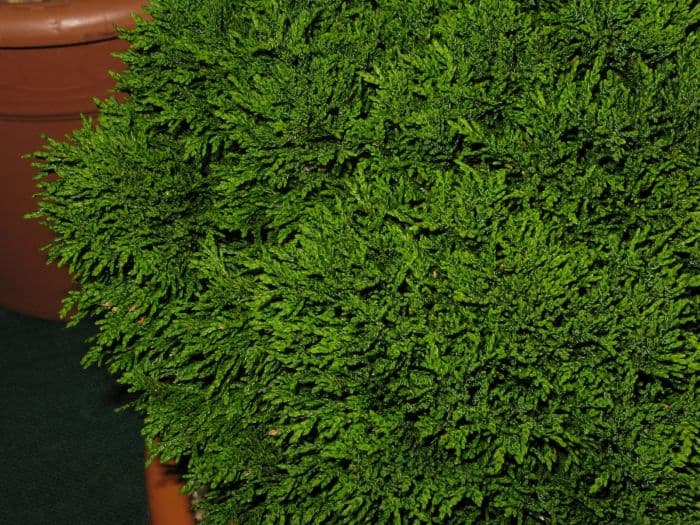 Lawson's cypress 'Green Globe'