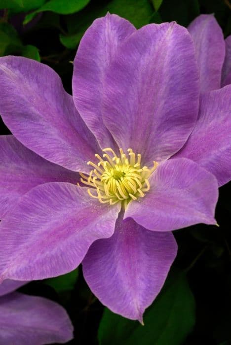 clematis [Diana's Delight]