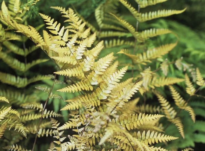 copper shield fern 'Brilliance'