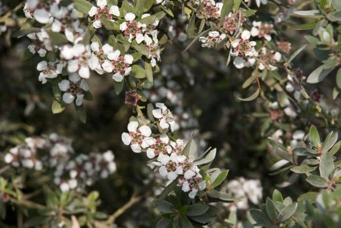 large-flowered tea tree