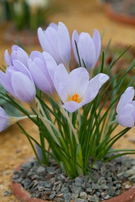 Crocus asturicus