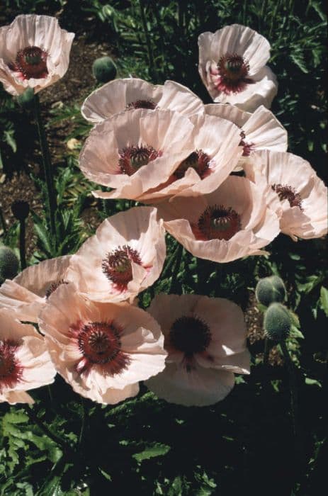 oriental poppy 'Karine'