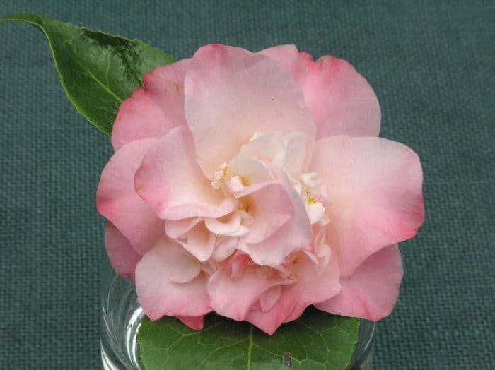 camellia 'Ballet Dancer'