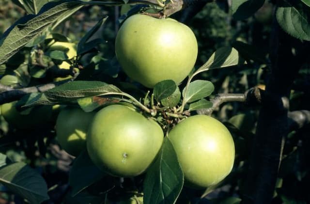 Apple 'Golden Noble'