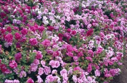 petunia Duo Series