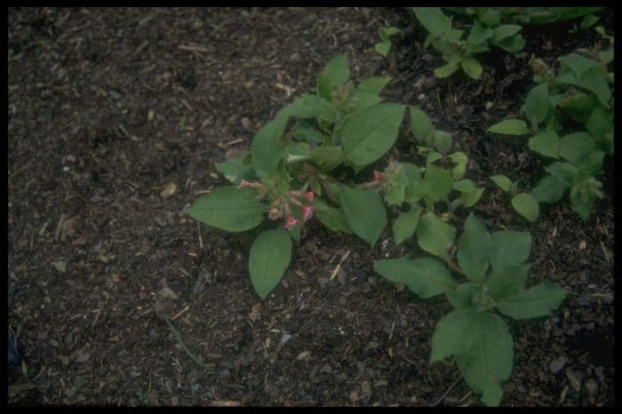 lungwort 'Ann'