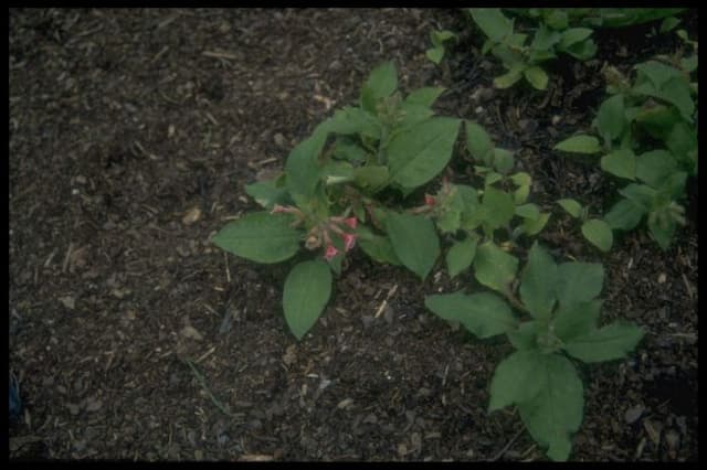 Lungwort 'Ann'