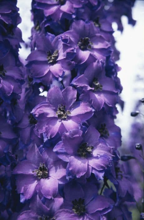 delphinium 'Michael Ayres'