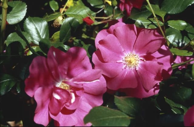 Rose [Berkshire]