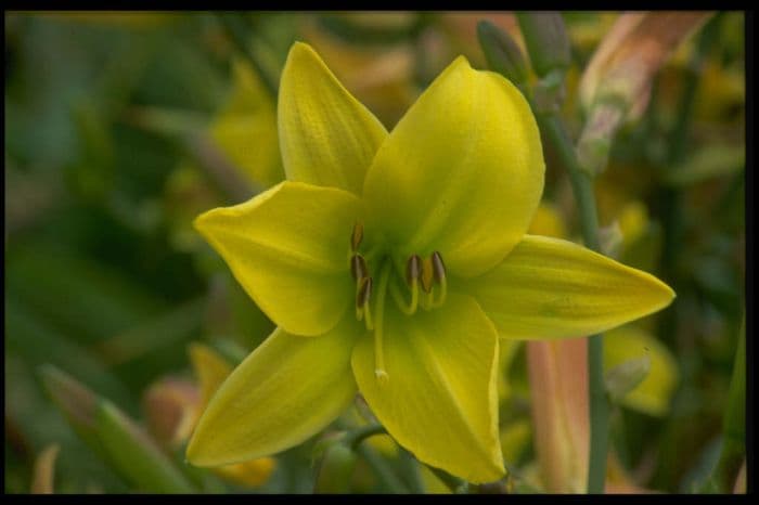 daylily 'Lemon Bells'