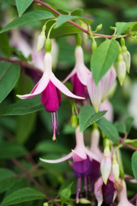 fuchsia 'Ben Jammin'