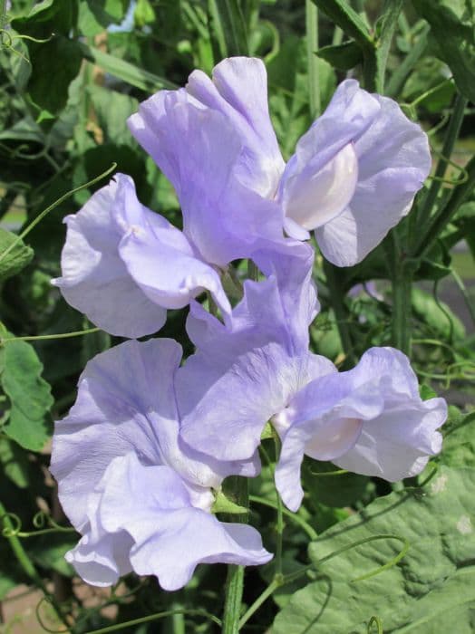 sweet pea 'Ballerina Blue'