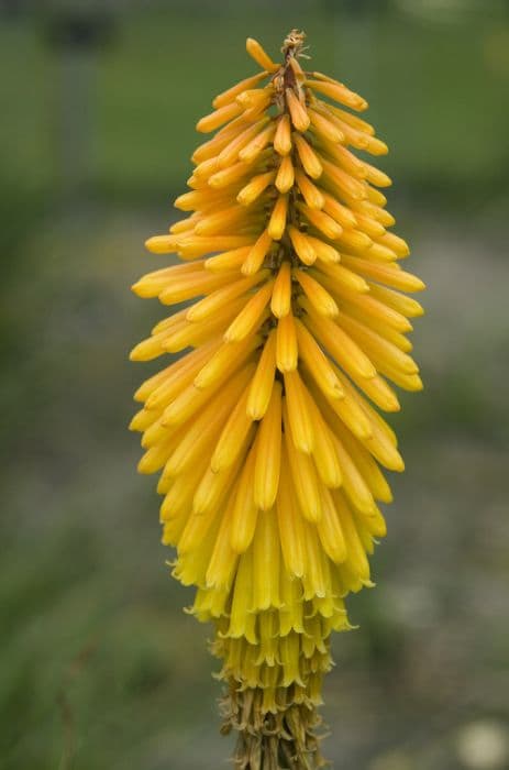 Red-hot poker 'Drummore Apricot'