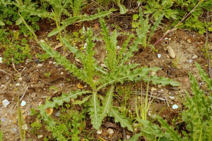 creeping thistle