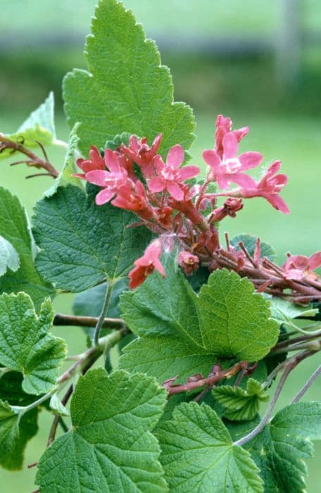 Flowering currant 'Pulborough Scarlet'