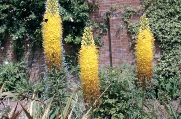 narrow-leaved foxtail lily