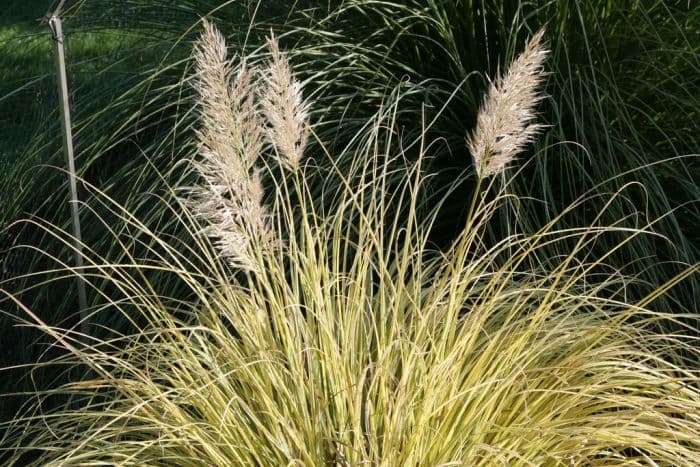 pampas grass 'Splendid Star'