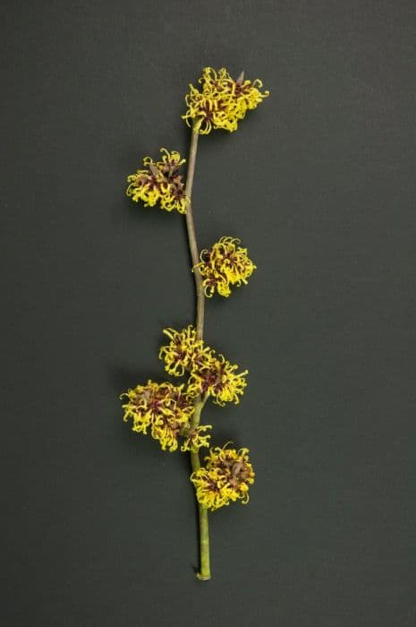 witch hazel 'Advent'