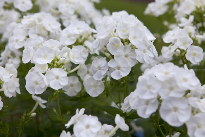 perennial phlox 'Danielle'