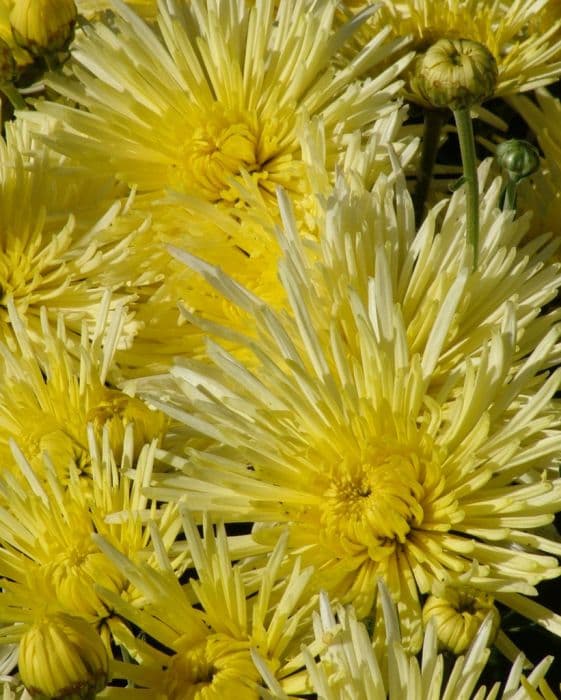 Chrysanthemum 'Sea Urchin'