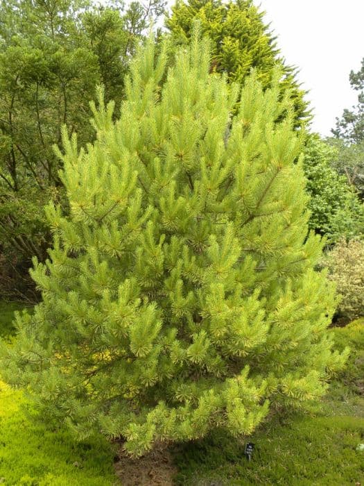 Scots pine 'Gold Coin'