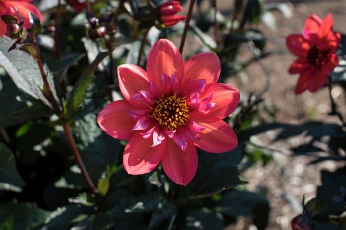 dahlia 'Dream Seeker'