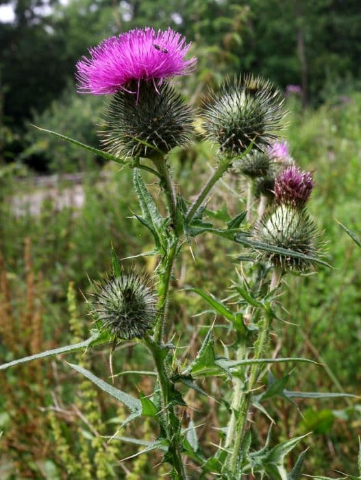 bank thistle