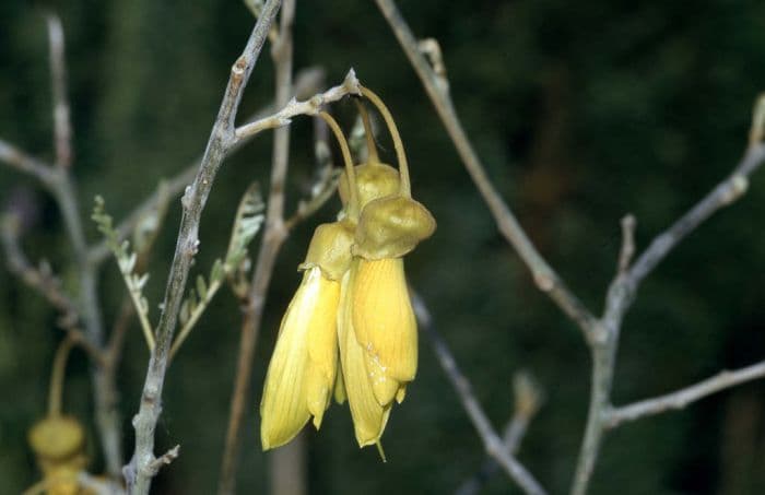 kowhai