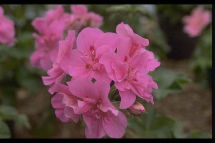 pelargonium [Rosais]