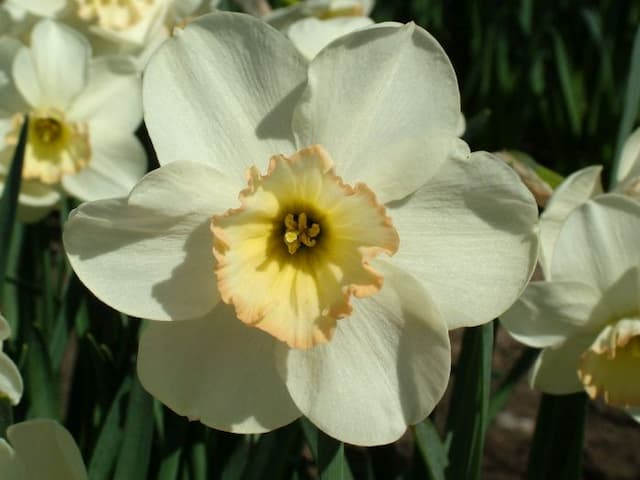 Daffodil 'Punchline'