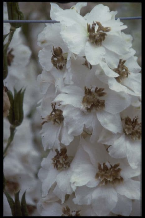 delphinium 'Sandpiper'