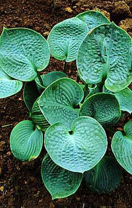plantain lily 'Love Pat'