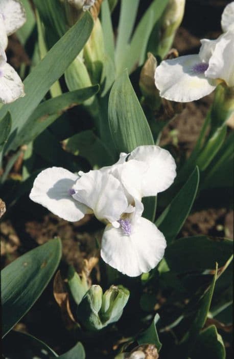 iris 'Blue Line'