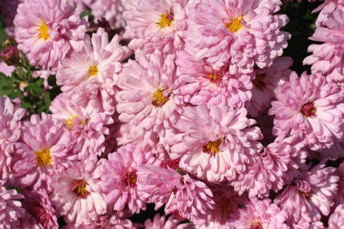 chrysanthemum 'Mei-Kyo'