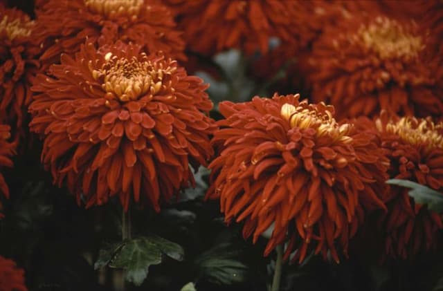 Chrysanthemum 'Nuflair'