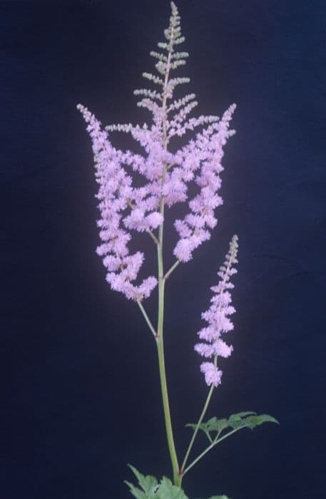 astilbe 'Moerheim Glory'